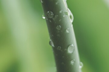 Water drop on Banana leaf