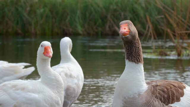 Beautiful goose making its recognizable honk