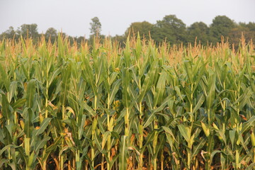 field of corn