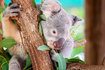 An Australian Koala Eating Leaves