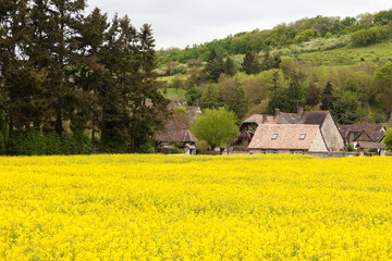 Canola field with village Giverny and hill in background at Giverny, France. Giverny is a village west of Paris. It's known as the place where painter Claude Monet lived.