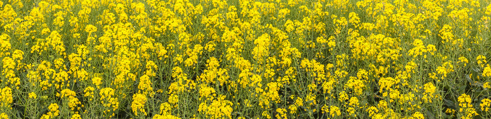 Obraz premium Closeup yellow canola flower in spring