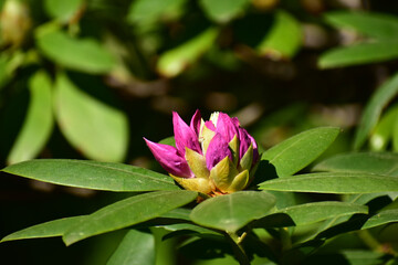 咲き始めのシャクナゲ