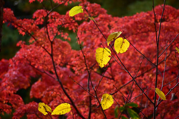 終盤の紅葉