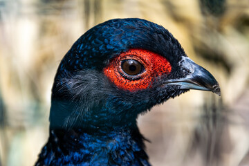 Bird Lophura of the pheasant family, dark blue head in profile close-up, around the eye a red spot, in summer in the daytime.
