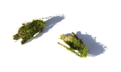 Piece of wood and moss on white background