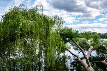 trees and sky