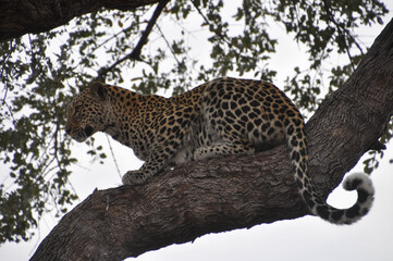 Leopard on a tree branch