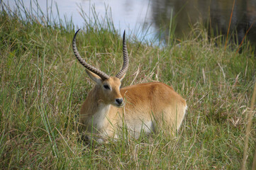 Naklejka na ściany i meble Red Lechwe antelope in the grass