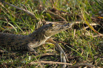 Crocodile in the grass.