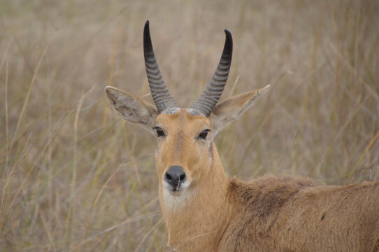 Reedbuck antelope in the grass