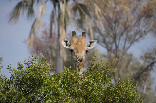 Giraffe Peeking Over A Tree.