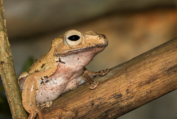 Borneo eared frog (Polypedates otilophus) sitting on the tree branch..