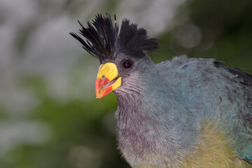 Portrait of great blue turaco (Corythaeola cristata)