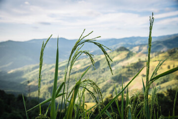 Naklejka premium Rice field on the mountain at Doi Sakad, Nan Province, Thailand