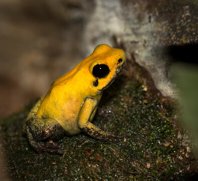Black-legged Poison Dart Frog (Phyllobates bicolor) closeup