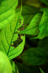 Green leaves with holes in them