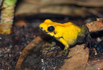 Black-legged Poison Dart Frog (Phyllobates bicolor) closeup