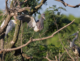 
The tricolored heron (Egretta tricolor) balancing on the tree branch at Smith Oak Sanctuary, Galveston, Texas