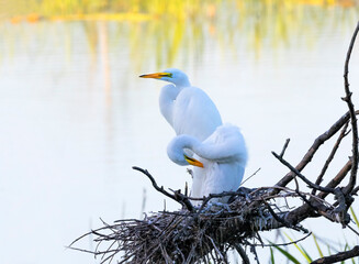 Great Egrettes Nestings at Smith Oaks Sanctuary, Texas
