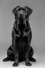 black labrador on gray background