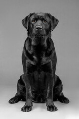 black labrador on gray background