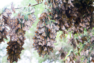 Monarch Butterflies on tree branch, Michoacan, Mexico
