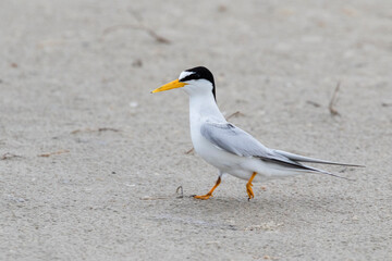 The least tern walking on the sand beach, Galveston, Texas, USA