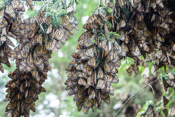 Monarch Butterflies on tree branch, Michoacan, Mexico
