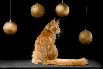 cat on a black background with Christmas balls
