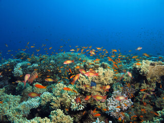 Fototapeta na wymiar Beautiful and healthy coral reef in the Red Sea