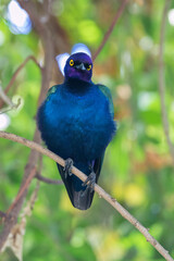 Purple glossy starling (Lamprotornis purpureus) perching on the branch