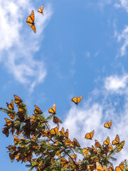Monarch Butterflies on tree branch in blue sky background, Michoacan, Mexico