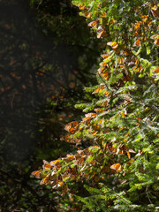 Monarch Butterflies on tree branch, Michoacan, Mexico
