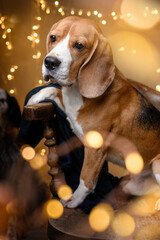 dog posing in christmas lights