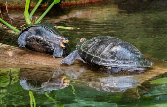 The Yellow Spotted River Turtles On The Log