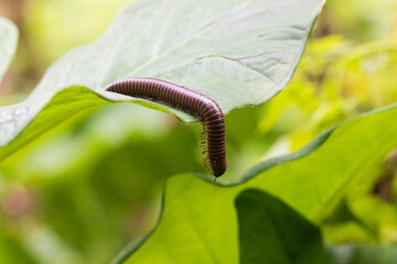 caterpillar on a leaf