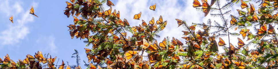 Monarch Butterflies on tree branch with blue sky in background at the Monarch Butterfly Biosphere...