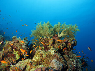 Naklejka na ściany i meble A beautiful soft coral on a Red Sea coral reef