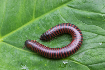 macro of a caterpillar
