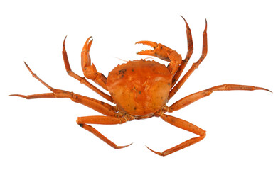 raw Atlantic red crab isolated on white background