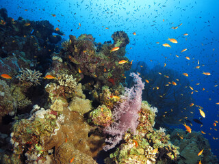 Naklejka na ściany i meble A deep part of a Red Sea coral reef