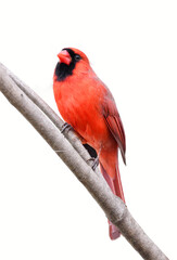 male red cardinal standing on tree branch 