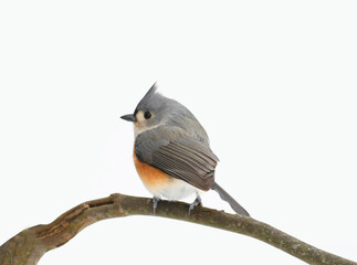 tufted titmouse standing on tree branch in winter