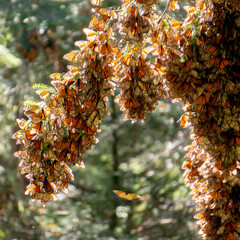 Monarch Butterflies on tree branch, Michoacan, Mexico