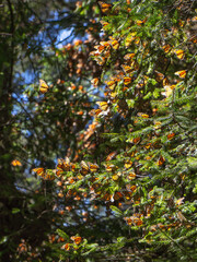 Monarch Butterflies on tree branch in Michoacan, Mexico