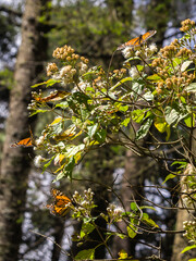 Monarch Butterflies on the tree branches 
