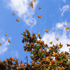 Monarch Butterflies on tree branch in blue sky background in Michoacan, Mexico
