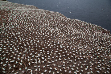 Northern gannet colony on Bonaventure Island near to Perce, Gaspe, Quebec, Canada. 