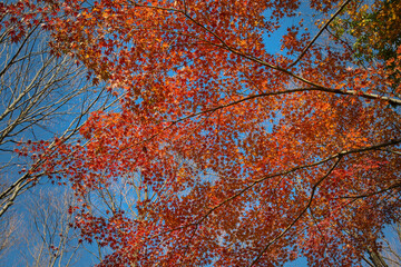 紅葉と青空